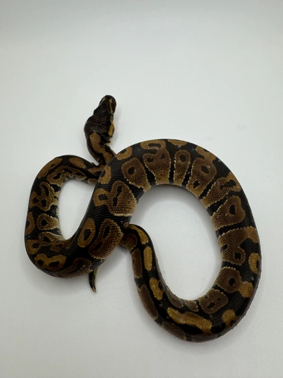 Anthantic Ball Python Het VPI Axanthic Ball Python by Az.Bel.Belle