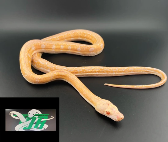 Blonde Motley Tiger Reticulated Python by Total Domination Reptiles