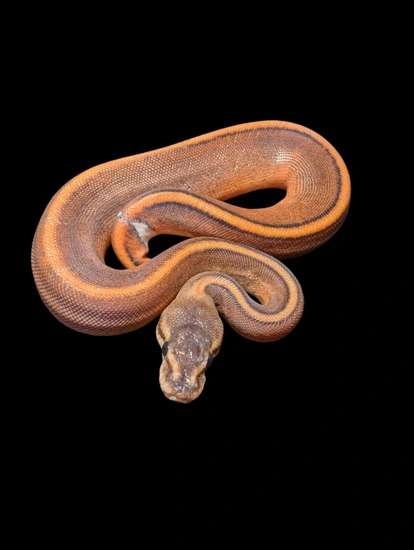 mojave dbl het dreamsicle ball python by fire ball... Mojave Gstripe (Pos Het Dreamsicle) Ball Python by Backfoot Reptiles