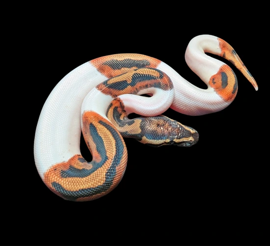 Piebald Orange Dream Red Stripe 100% Het Lavender Albino Ball Python by ...