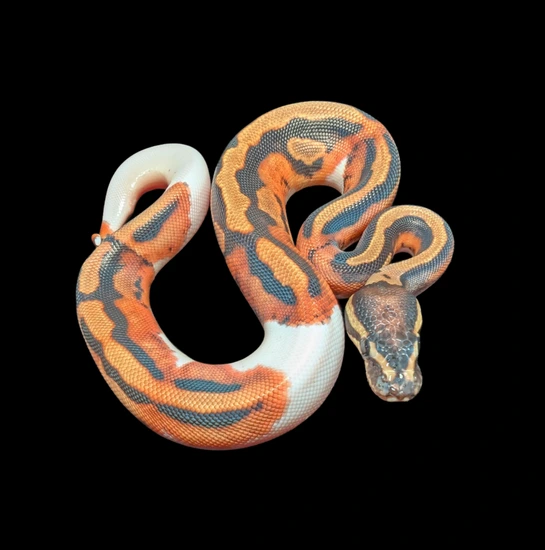 Red Stripe Orange Dream Piebald Het Lavender Albino Ball Python by ...