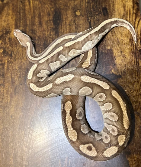 Platinum Lesser Ball Python by Backwoods Exotics VA
