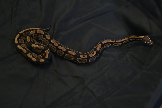 'Veruca' Normal Adult Female Ball Python by Badgerland Reptile Rescue