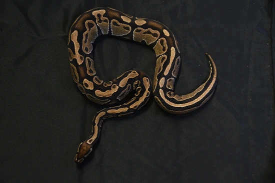 'Harley' Adult Female Normal Ball Python by Badgerland Reptile Rescue