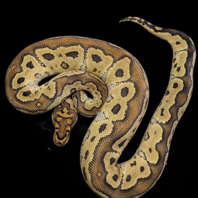 Special Clown 66% Het Hypo Ball Python - male for sale from LDNExotics