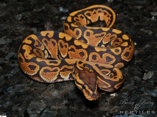 Typhoon #3 Ball Python by Bailey & Bailey Reptiles