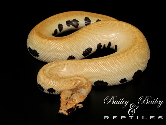 007 Het Pied 50% Het T+ Albino #1 Blood Python by Bailey & Bailey Reptiles