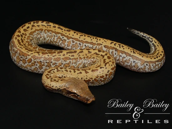 Batrix Het Pied 50% Het T+ Albino #2 Blood Python by Bailey & Bailey ...