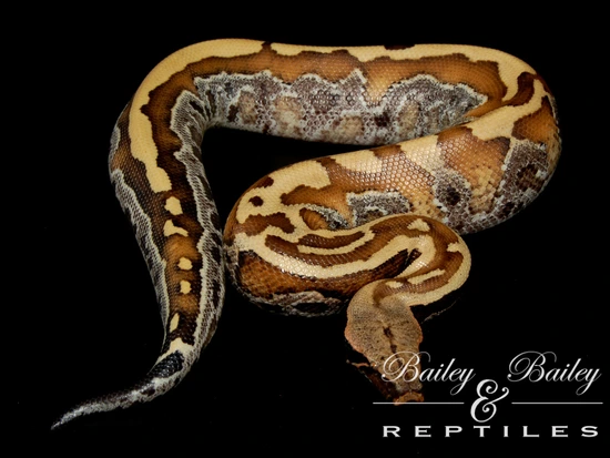 Het Pied 50% Het T+ Albino #7 Blood Python by Bailey & Bailey Reptiles