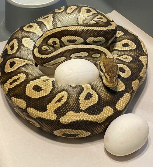Proven Breeder Mystic Pastel Ball Python by Blue Line Morphs