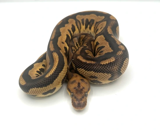 Stranger Leopard Clown Ball Python by Blue Line Morphs