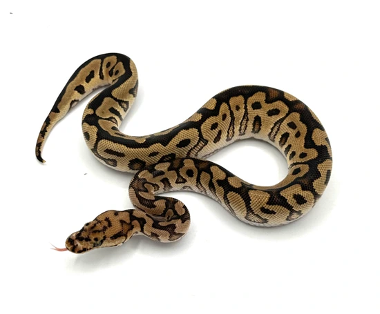 Spotnose Red Stripe Clown Ball Python by Blue Line Morphs