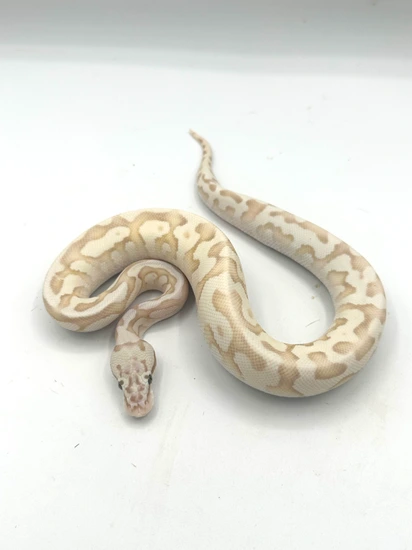 Enchi Spotnose Butter TH Hypo Clown Desert Ghost Ball Python by Blue ...