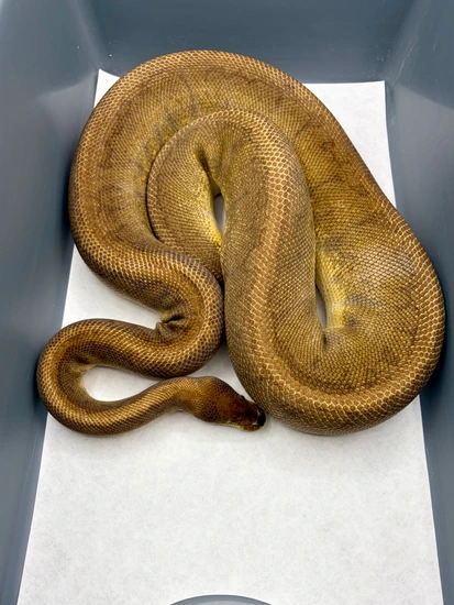 Pinstripe Sunset RTB Ball Python by Ball Brilliance
