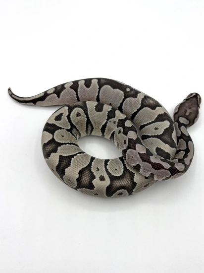 121g Ball Python Hypo Axanthic Tsk Ball Python by Ball Brilliance