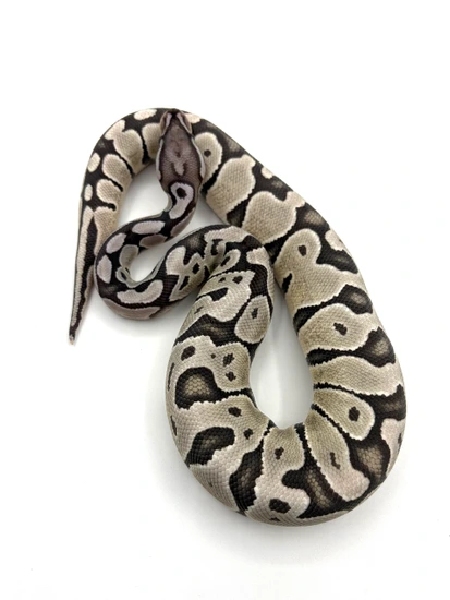 Anthantic Ball Python Hypo Axanthic Tsk Ball Python by Ball Brilliance