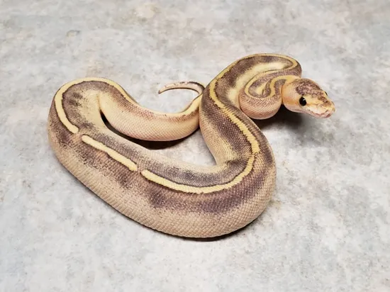 Champagne Arroyo Ball Python by Ball-Mart