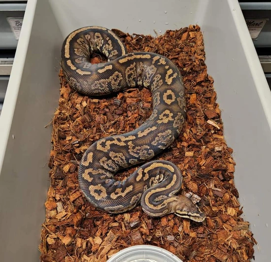 Super Carnage Phantom FREE SHIPPING! Ball Python by Ball-Mart