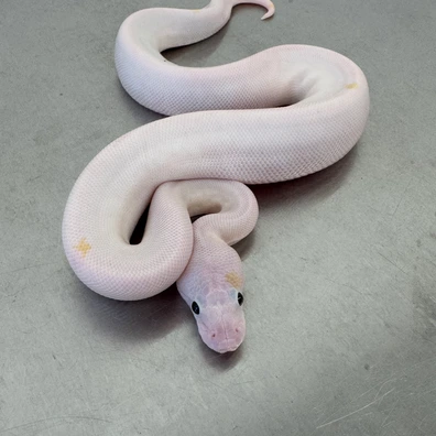 Super Fire, Pos Super Splatter, Pos Splatter, Pos Enchi, Pos Super Enchi, Pos Migraine, Pos Het Migraine Ball Python - female for sale from Ball-O-Rama
