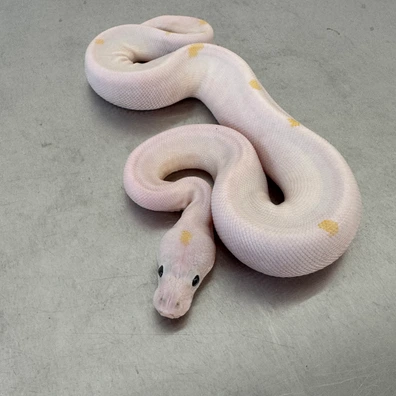 Super Fire, Pos Super Splatter, Pos Splatter, Pos Enchi, Pos Super Enchi, Pos Migraine, Pos Het Migraine Ball Python - male for sale from Ball-O-Rama