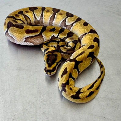 Splatter, Fire, Enchi, Het Migraine Ball Python - female for sale from Ball-O-Rama