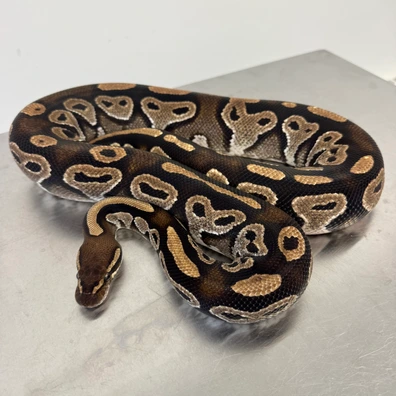 Black Head, Red Gene, Het Clown (RTB) Ball Python - male for sale from Ball-O-Rama