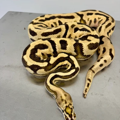 Lace, Spotnose, Leopard, Fire, Yellow Belly, Het Clown (RTB) Ball Python - male for sale from Ball-O-Rama
