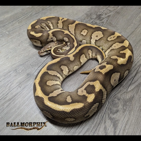 **CANADA ONLY**Acid Lesser Poss Fire Ball Python by BallMorphix