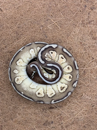 Pastel Lesser Shrapnel Ball Python by Ball or Nothing Pythons