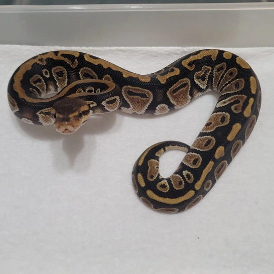 Cypress Het Tri-stripe Ball Python by The Ball Pit Reptiles