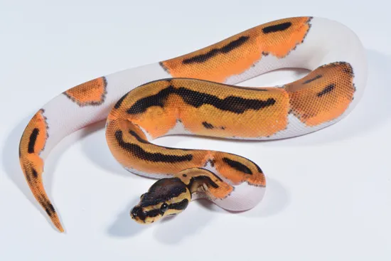 Two Feet Ball Python OD Pied Ball Python by Ball Python Distributors