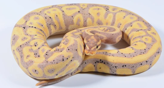600g Ball Python Banana Leopard/Super Leopard OD? 100% Pied 600g+ Ball Python by Ball ...