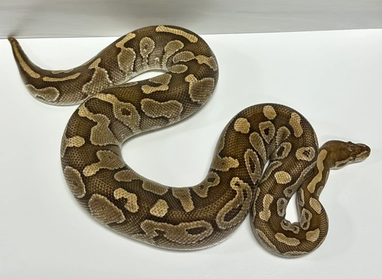 5 Lot Proven Females, Starter Pack Ball Python by Ball Python Distributors
