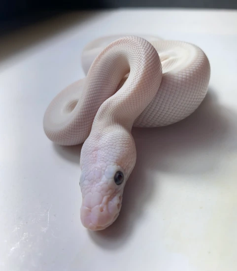 Super Lesser Ball Python by Ball Python Exotic Creations LLC