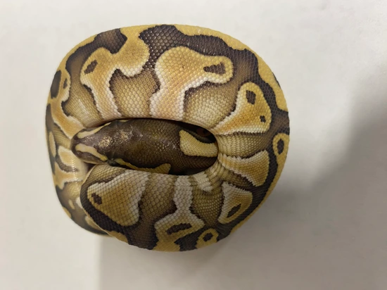 Butter Enchi Scaleless Head Het Clown Ball Python by Ball Python Exotic ...