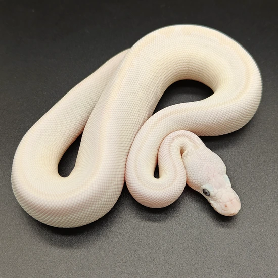 Karma BEL Ball Python by Ball Python Fusion