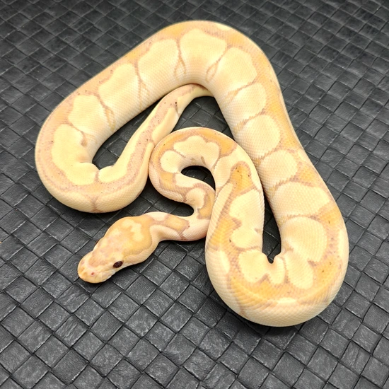 Clown Banana Ball Python by Ball Python Fusion