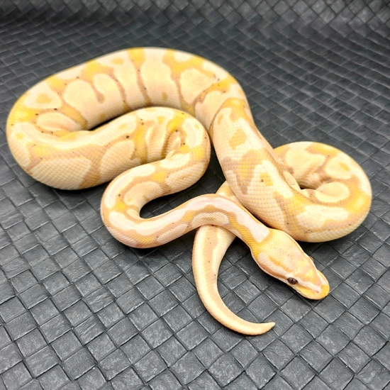 Tequila Ball Python Hypo Banana Vanilla Pastel Ball Python by Ball Python Fusion