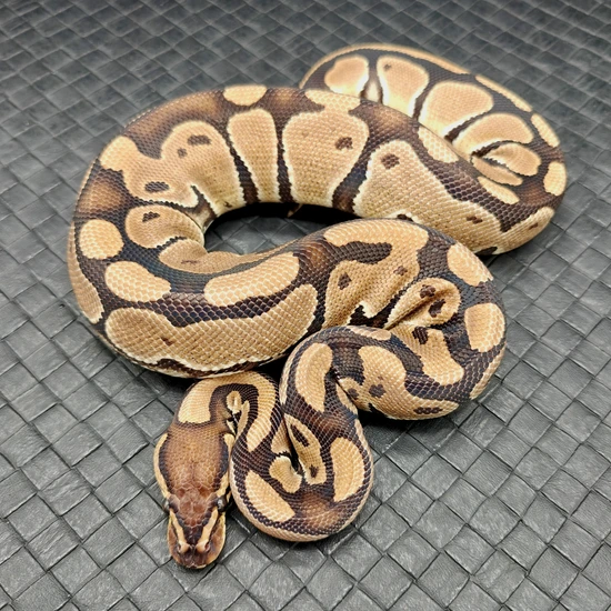 Het Clown Ball Python by Ball Python Fusion