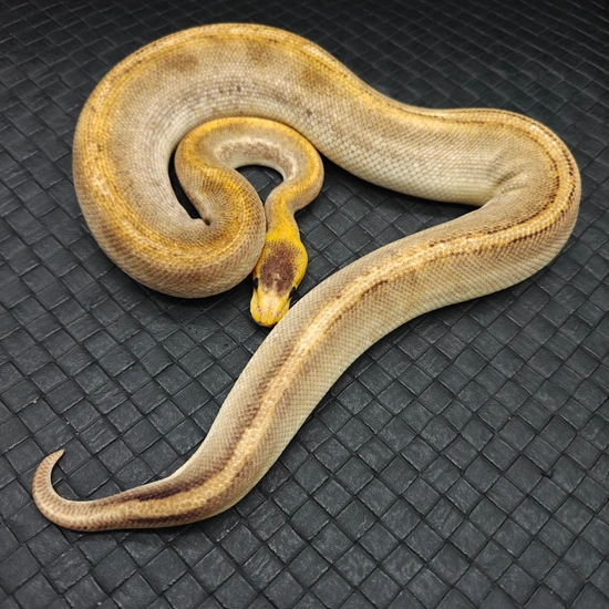 Tequila Ball Python Champagne HRA Ball Python by Ball Python Fusion
