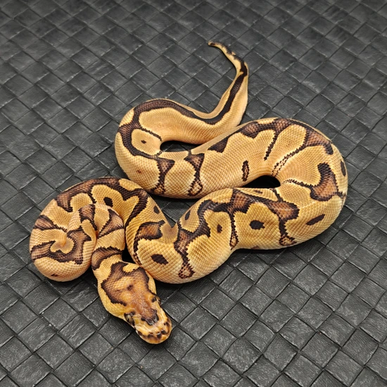 Hurricane Enchi Clown Ball Python by Ball Python Fusion