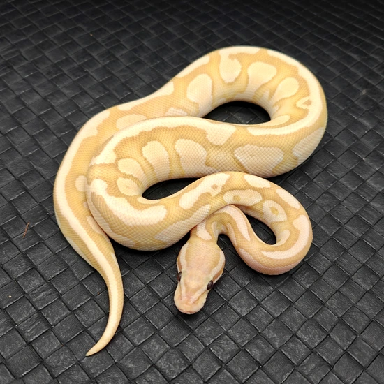 Nucular Ball Python Hypo Banana Nuclear Ball Python by Ball Python Fusion