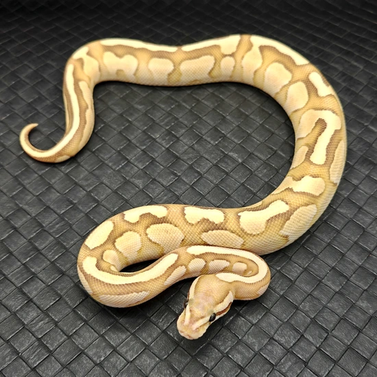 Butter Vanilla Hypo Ball Python by Ball Python Fusion
