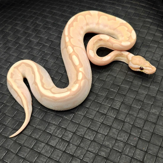 Coral Glow Bamboo Ball Python by Ball Python Fusion