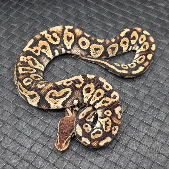 Nanny Pastel Ball Python by Ball Python Fusion