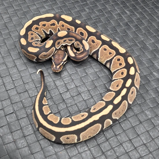HRA Ball Python by Ball Python Fusion