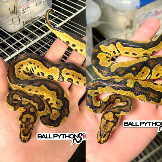 *GROUP OF TWO CLOWNS Male & Female* Ball Python by Ball Pythons 101