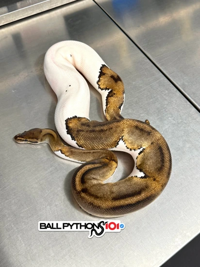 Mahogany YB Pied 🔥READY TO BREED🔥 Ball Python by Ball Pythons 101