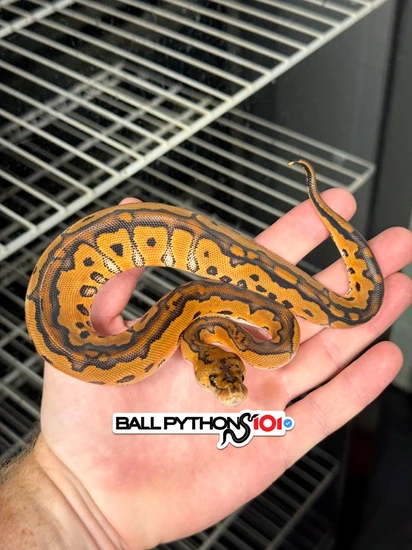 Clown Poss Scrambler Ball Python by Ball Pythons 101