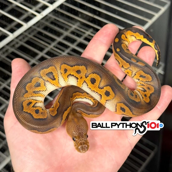 Wookie Black Pastel Clown Poss Scrambler Ball Python by Ball Pythons 101